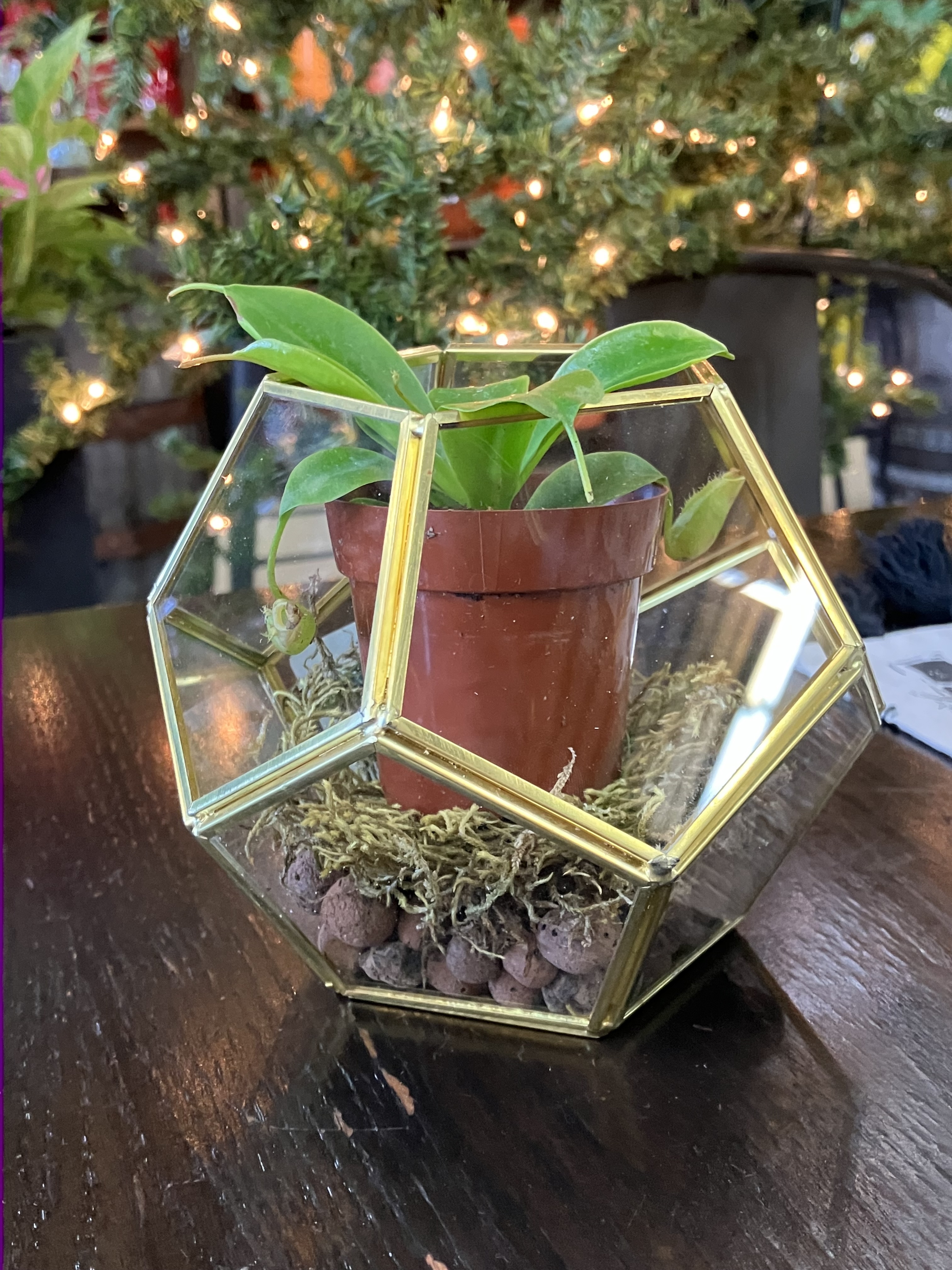 Carnivorous Bog Terrarium